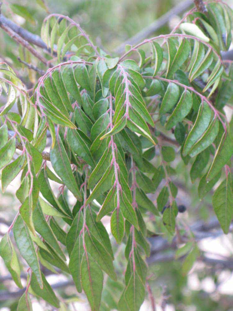              Sun leaves (Riverside, CA)       
